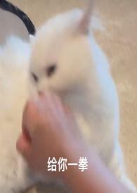 喵喵的拼音