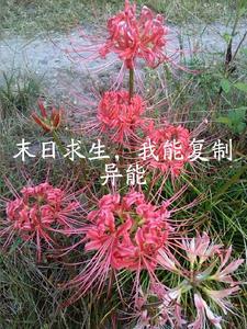 生化末日之求生可以复制